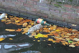 垃圾,水,污染