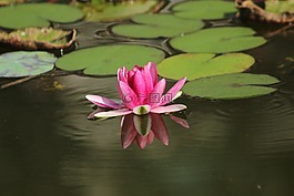 睡蓮,池塘,禪意