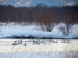 野性天鵝,百日咳,一群