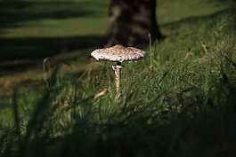 蘑菇,性質,草