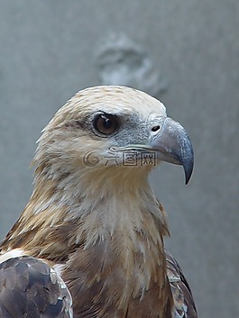 白尾鷹,阿德勒,鳥