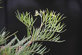 grevillia 叶,叶子,绿色