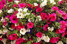 矮牽牛,花,開花