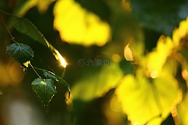 夏季,葉子,樺木