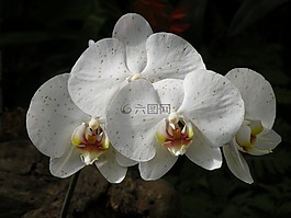 白,鮮花,異國情調(diào)