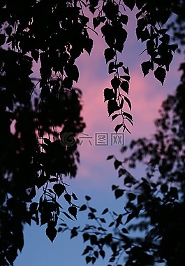 桦木,天空,晚上