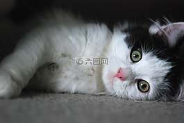 小貓,貓,可愛