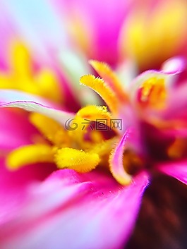 大麗花,雄蕊,鮮花