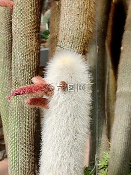 仙人掌,廠,性質(zhì)