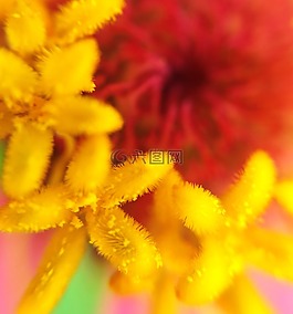 百日草,花粉,雄蕊