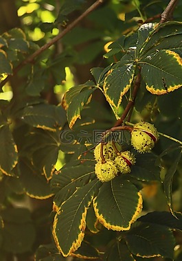 板栗,夏季,熱