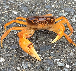 日本淡水蟹,蟹,螃蟹