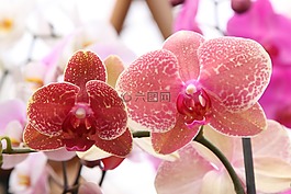 蘭花,蝴蝶蘭,羅莎