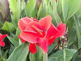 綠葉,紅花,鮮艷