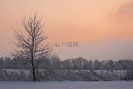 樹,國(guó)家,天空