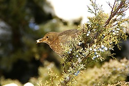 黑鳥,冬天,鳥