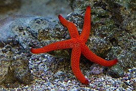 海星,水下,明星