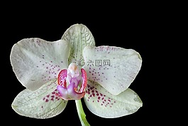 花,開(kāi)花,蘭花