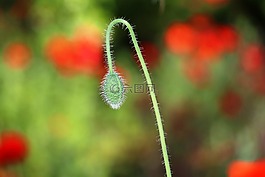 自然,花,植物區(qū)系