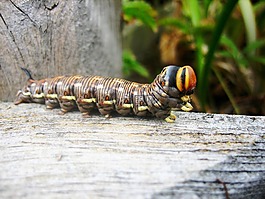 性質(zhì),動物,卡特彼勒