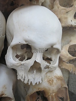 頭骨,白,越南