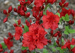 花,映山紅,開花
