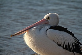 鵜,羽毛,鳥