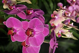 鮮花,蘭花,開花
