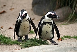 企鵝,動物園,動物