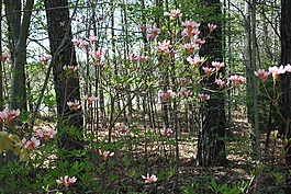 野生花卉,伍茲,環(huán)境
