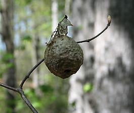 大黃蜂,巢,昆蟲(chóng)