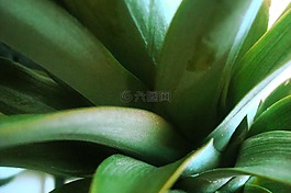 菠蘿頂部,熱帶水果,綠化