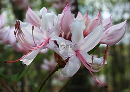 pinxter花,鲜花,野生