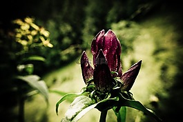 花,紫,主角