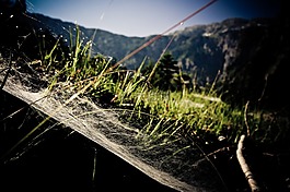 山,蜘蛛網(wǎng),草地