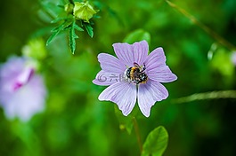 赫梅爾,開(kāi)花,紫