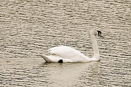 天鵝,湖,鳥
