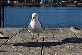 波爾圖河邊,海鷗,正向