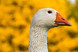 鵝,鳥,條例草案