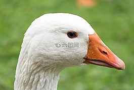鵝,鳥,白