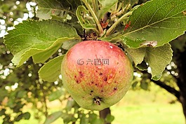 蘋果,蘋果樹,水果