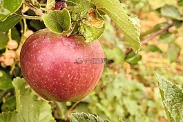 蘋(píng)果,蘋(píng)果樹(shù),水果