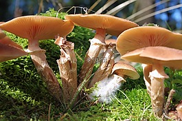蘑菇,森林,收集