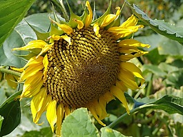 太陽(yáng)花,性質(zhì),光明