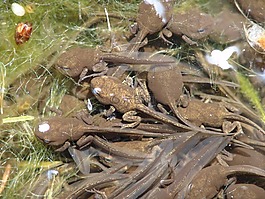 蝌蚪,動(dòng)物,青蛙