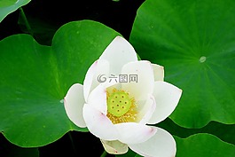 鮮花,雁鴨,蓮花