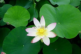 鮮花,雁鴨,蓮花