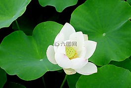 鮮花,雁鴨,蓮花