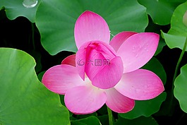 鮮花,雁鴨,蓮花
