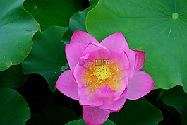 鮮花,雁鴨,蓮花